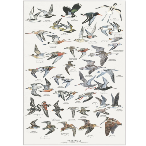 Koustrup & Co. affisch med vadarfåglar - A2 (dansk)
