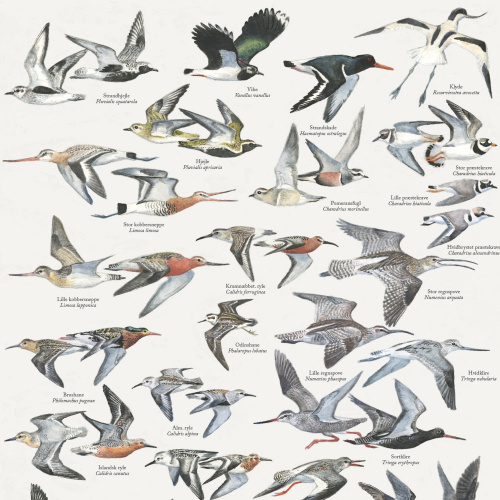 Koustrup & Co. affisch med vadarfåglar - A4 (dansk)