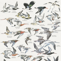 Koustrup & Co. poster with wading birds - A4 (Danish)