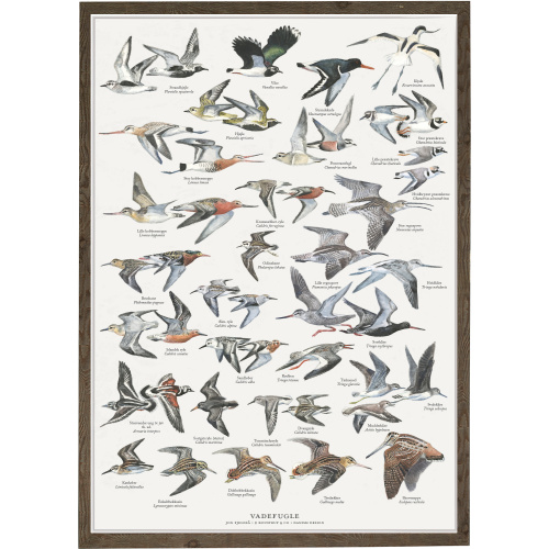Koustrup & Co. affisch med vadarfåglar - A4 (dansk)