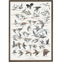 Koustrup & Co. poster with wading birds - A2 (Danish)