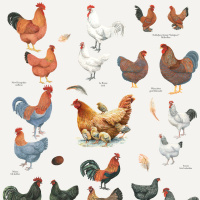 Koustrup & Co. affisch med kycklingraser - A2 (dansk)