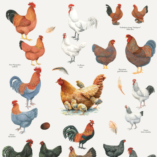 Koustrup & Co. Poster mit Hühnerrassen - A4 (dänisch)
