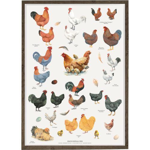 Koustrup & Co. plakat med hønseracer - A4 (dansk)