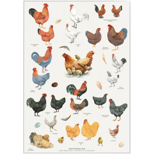 Koustrup & Co. poster with chicken breeds - A4 (Danish)