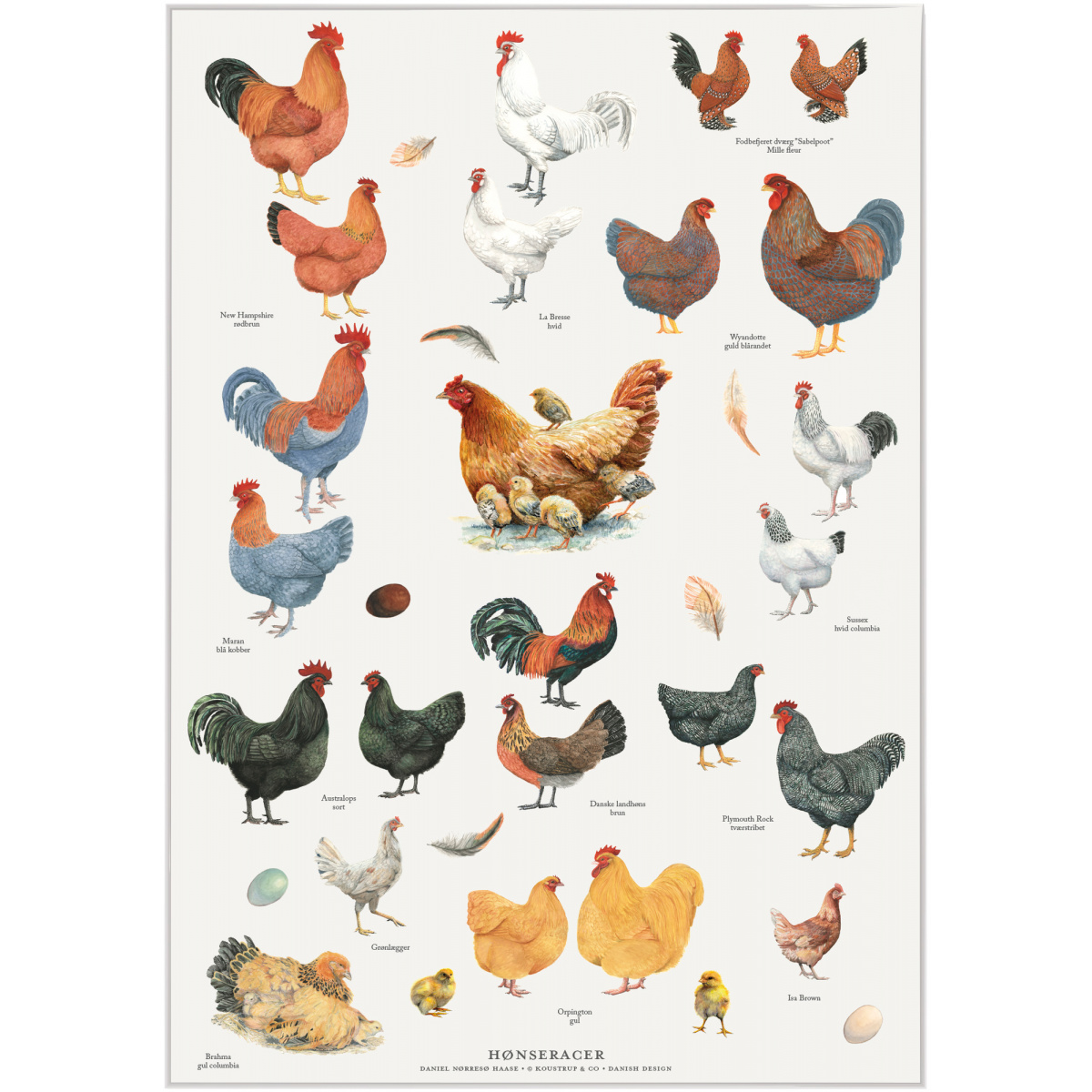 Koustrup & Co. plakat med hønseracer - A4 (dansk)