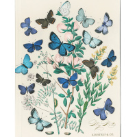 Koustrup & Co. notebook - butterflies