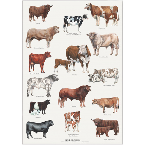 Koustrup & Co. affisch med boskapsraser - A4 (dansk)