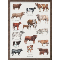 Koustrup & Co. poster with cattle breeds - A4 (Danish)