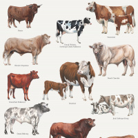 Koustrup & Co. poster with cattle breeds - A2 (Danish)