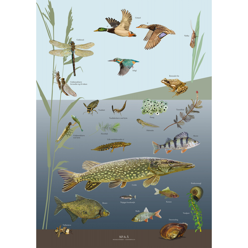 Koustrup & Co. poster with lake & river - A4 (Danish)