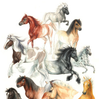 Koustrup & Co. Poster mit Pferden - A2 (Dänisch)