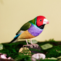 Wildlife Garden boomvogel - gouldsamadine