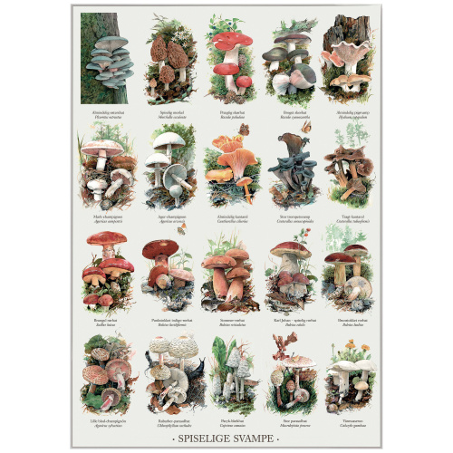 Koustrup & Co. poster with edible mushrooms - A2 (Danish)