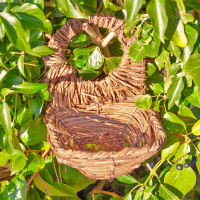 Wildlife World blackbird nest
