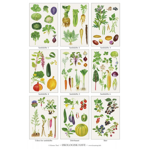 Koustrup & Co. poster with organic garden - A2...