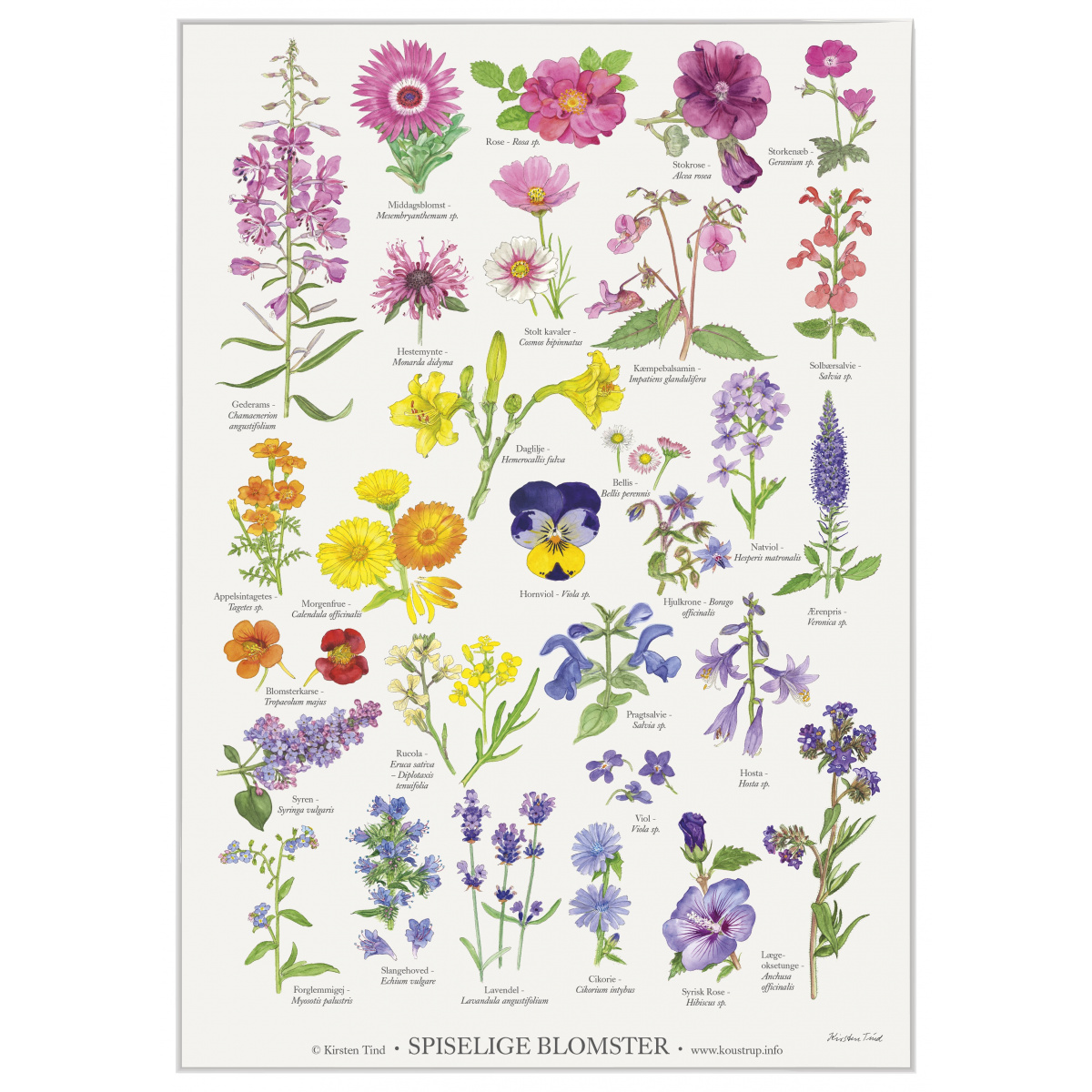 Koustrup & Co. poster with edible flowers - A2 (Danish)