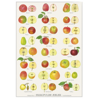 Koustrup & Co. affisch med läckra äpplen - A2 (dansk)