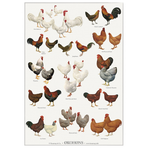 Koustrup & Co. poster with eco chickens - A2 (Danish)