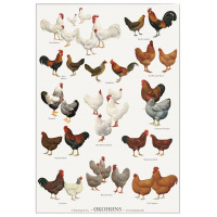 Koustrup & Co. poster with eco chickens - A2 (Danish)