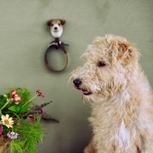 Wildlife Garden – Jack Russell Terrier