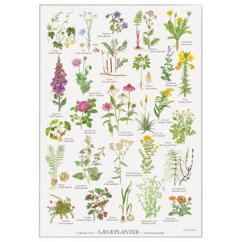 Koustrup & Co. affisch med medicinalväxter - A2 (dansk)