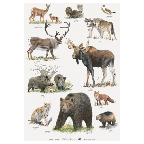 Koustrup & Co. affisch med nordiska djur - A2 (dansk)