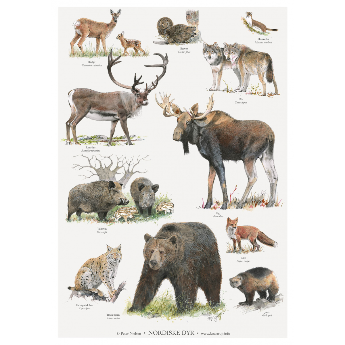 Koustrup & Co. Poster mit nordischen Tieren - A2 (Dänisch)