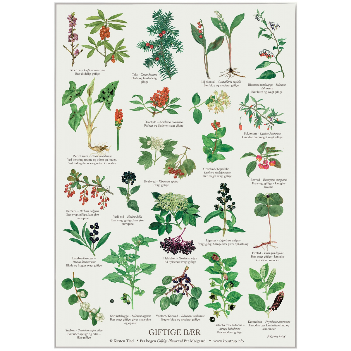 Koustrup & Co. poster with poisonous berries - A2 (Danish)