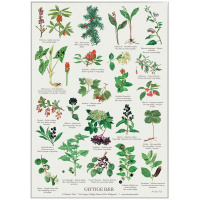 Koustrup & Co. poster with poisonous berries - A2 (Danish)