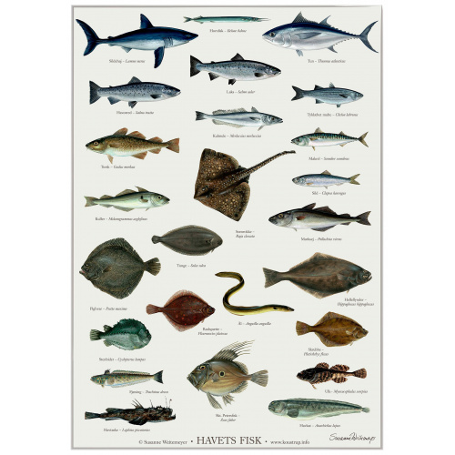 Koustrup & Co. poster with sea fish - A2 (Danish)