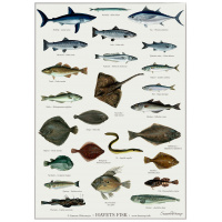 Koustrup & Co. plakat med havets fisk - A2 (dansk)