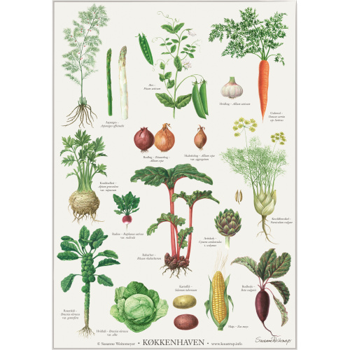 Koustrup & Co. Plakat mit dem Gemüsegarten - A2...
