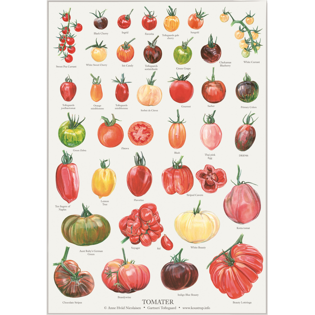 Koustrup & Co. poster with tomatoes - A2 (Danish)