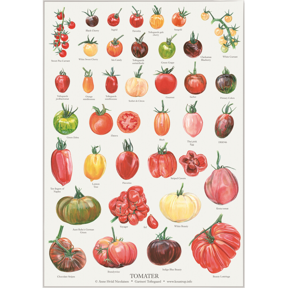 Koustrup & Co. plakat med tomater - A2 (dansk)
