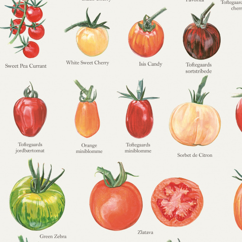 Koustrup & Co. poster met tomaten - A2 (Deens)