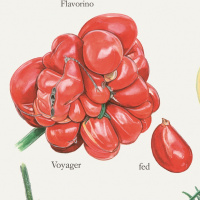 Koustrup & Co. affisch med tomater - A2 (dansk)