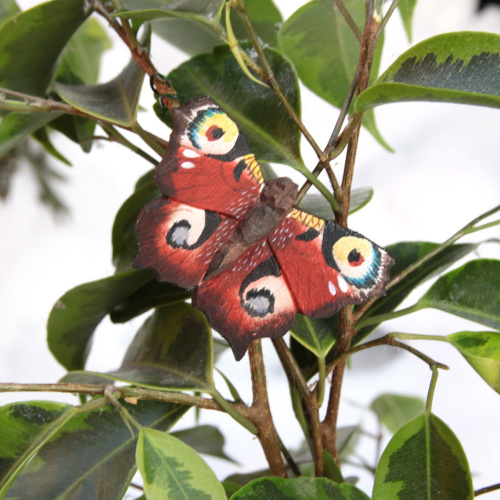 De vlinder Wildlife Garden - het oog van de dagpauw
