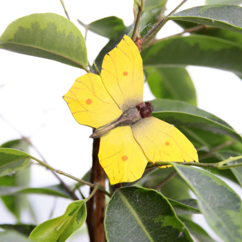 Wildlife Garden butterfly - lemon butterfly