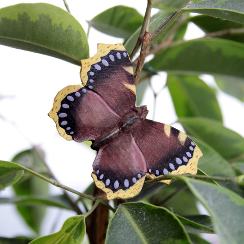 Wildlife Garden butterfly - mourning cloak