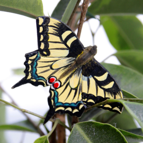 Wildlife Garden fjäril - swallowtail