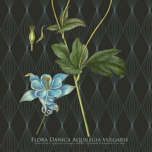Flora Danica kunstdruk in A2 - akelei
