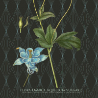 Flora Danica art print in A2 - columbine