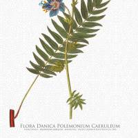 Flora Danica art print in A2 - Jacob's ladder