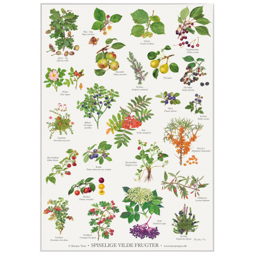 Koustrup & Co. poster with edible wild fruits - A2 (Danish)