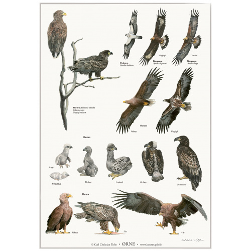 Koustrup & Co. poster with eagles - A2 (Danish)