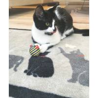 Howler & Scratch doormat, 50x75 - Cats