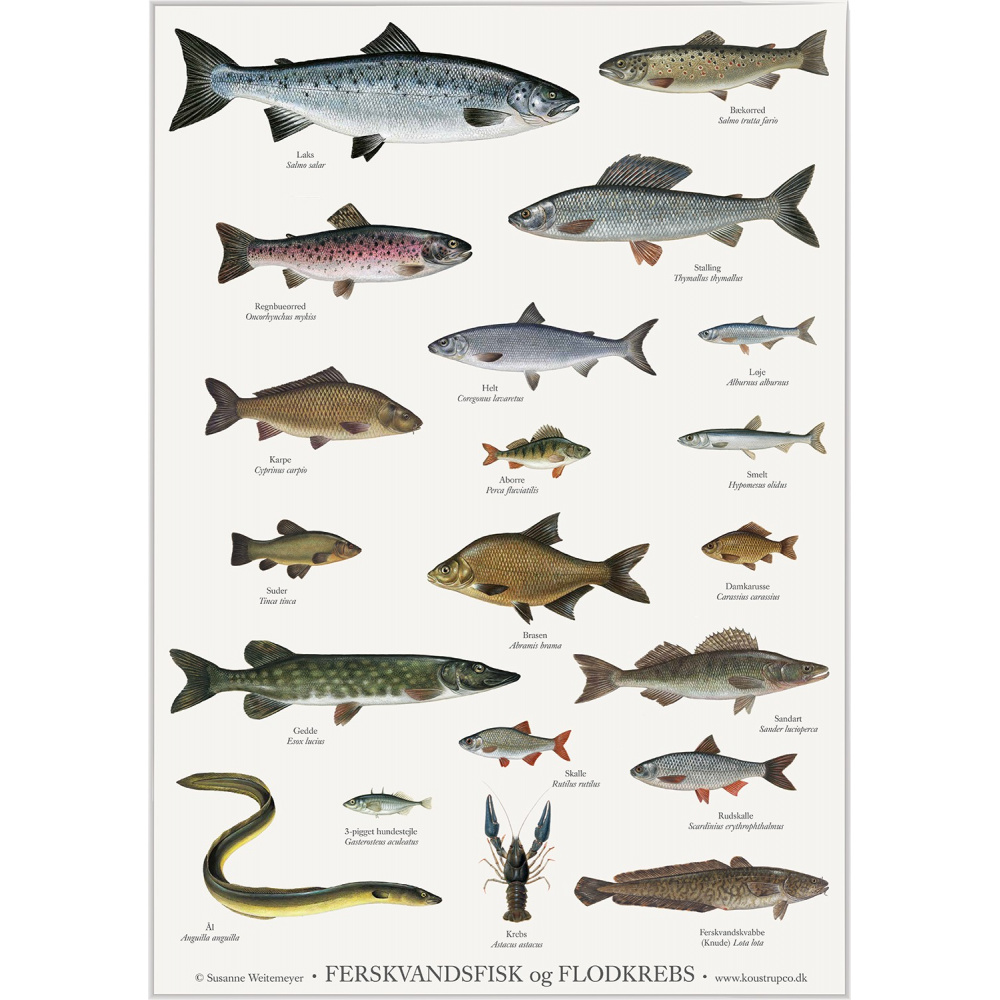 Koustrup & Co. poster with freshwater fish - A2 (Danish)