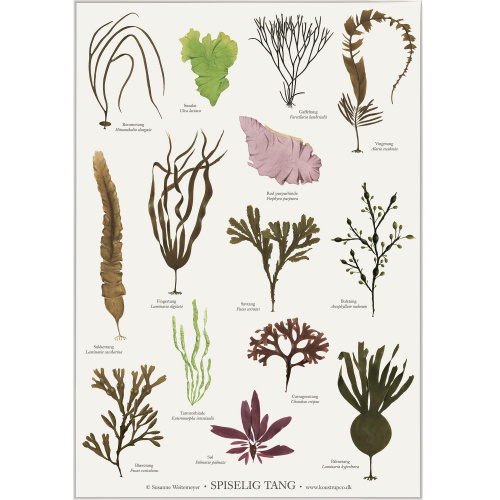 Koustrup & Co. poster with edible seaweed - A2 (Danish)