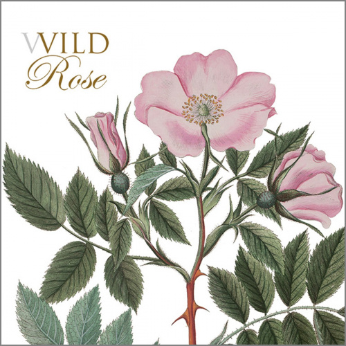 Flora Danica kaartenmapje - wilde roos